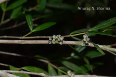 Memecylon angustifolium